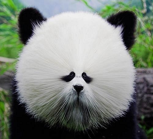 White Wolf | Пенза