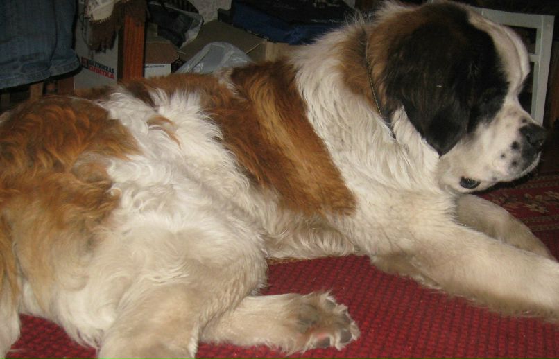 Ванек Петрикей | Чернигов