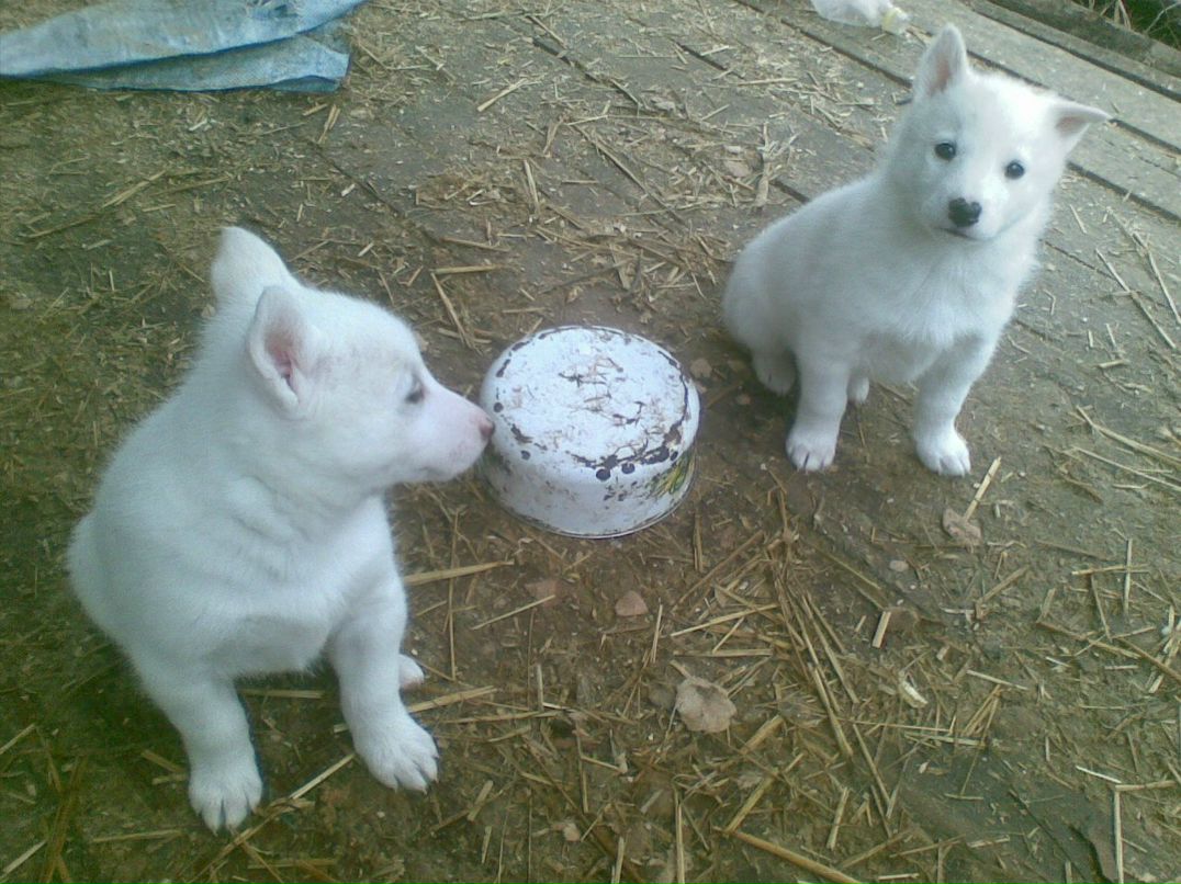 Юрий Придачин | Белгород