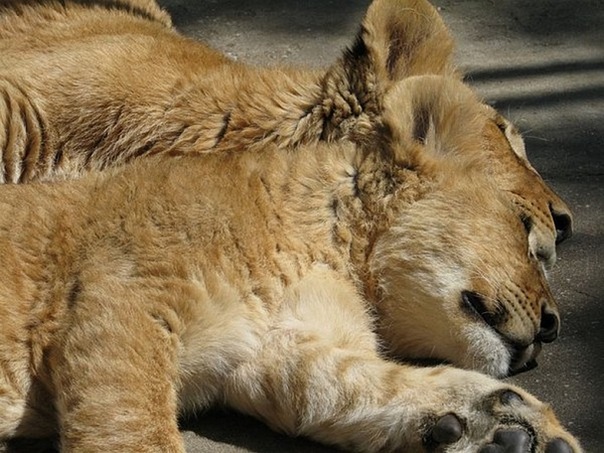 №7, Закир Алиев №7, Закир Алиев