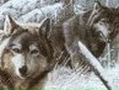 Дмитрий Качан | Луганск