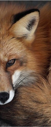 Зоряна Котікова | Львов