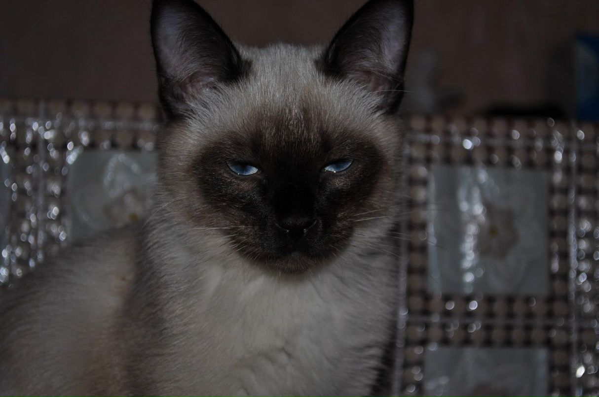 Оксана Дубанова | Москва