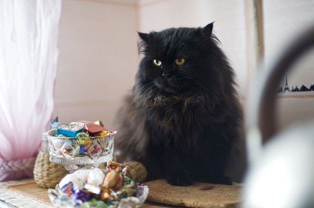 Анна Дмитриева | 