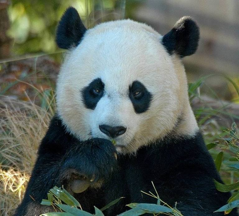 Александр Бевз | Санкт-Петербург