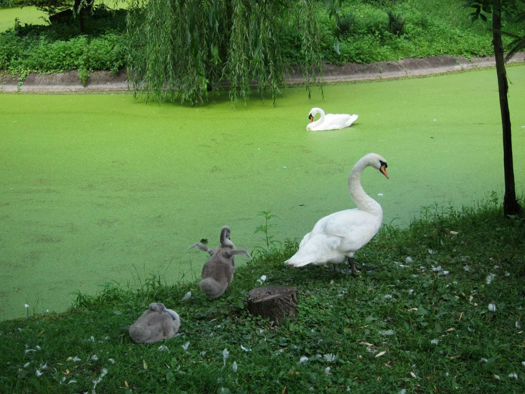 Witty Sham | Киев