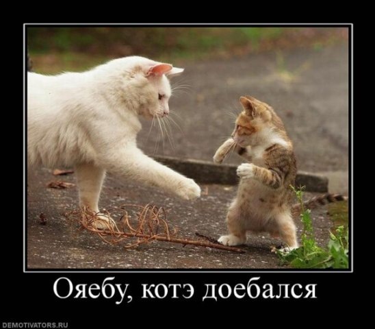 №36, Алексей Онищенко, 34 года, Ленинское №36, Алексей Онищенко, 34 года, Ленинское