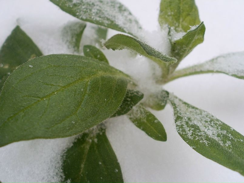 №108, Алёна Зубкова, 36 лет, Киев №108, Алёна Зубкова, 36 лет, Киев