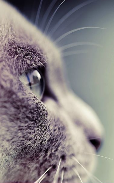 №80, Константин Аношин, 38 лет, Алушта №80, Константин Аношин, 38 лет, Алушта