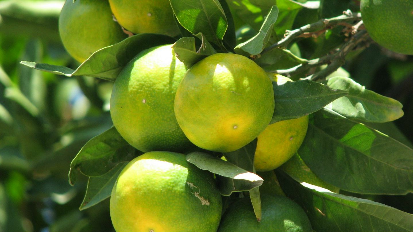 Наталья Смирнова | Санкт-Петербург