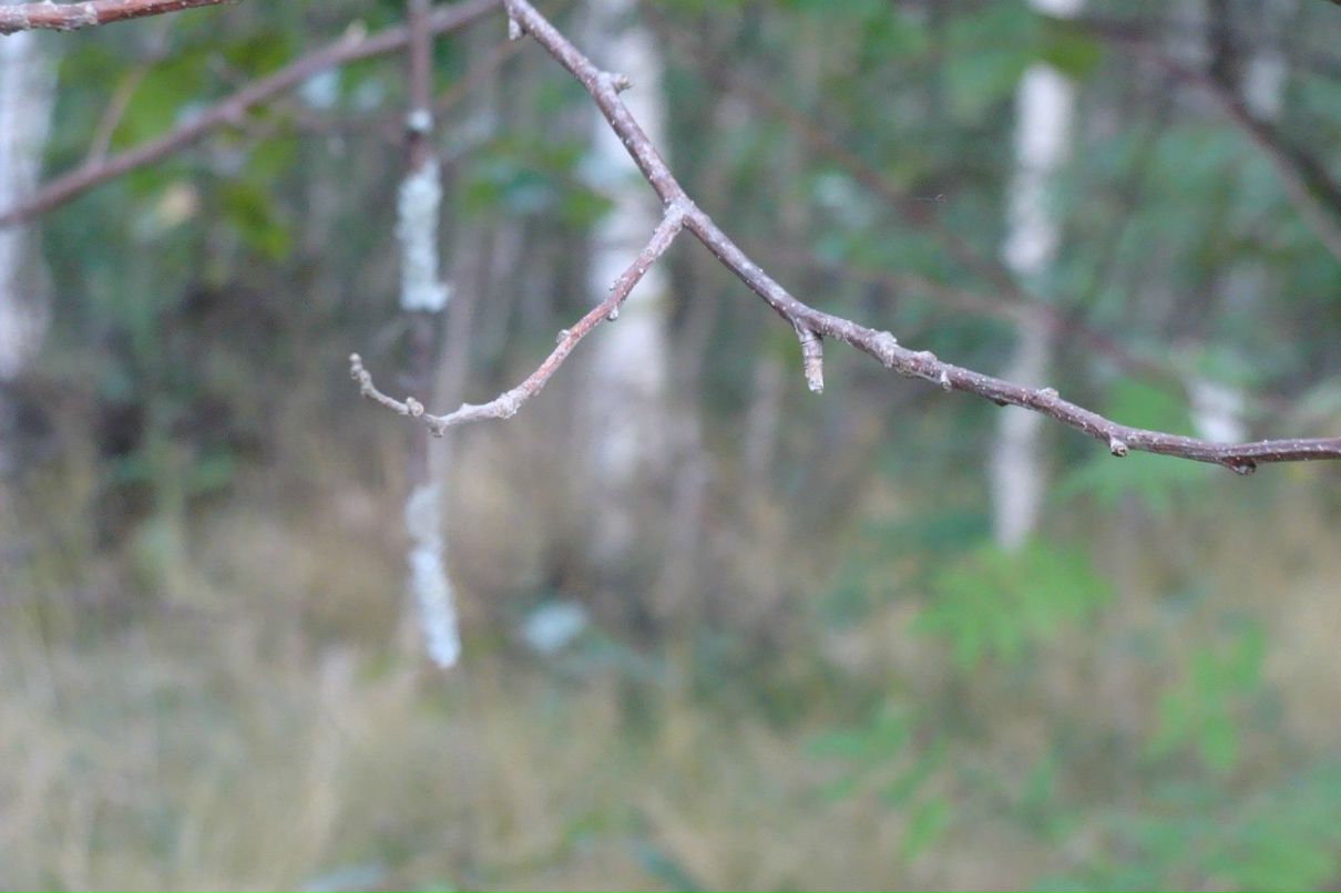 Наталья Меркулова | 