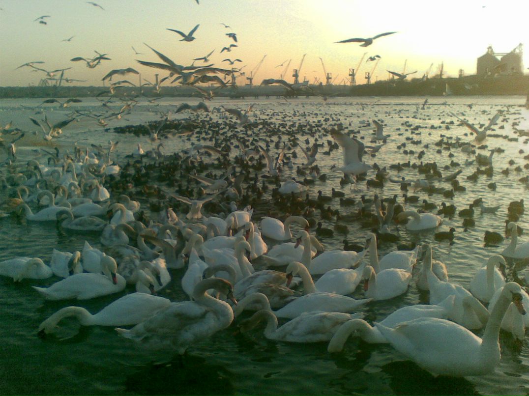 Евгений Рашковский | Одесса