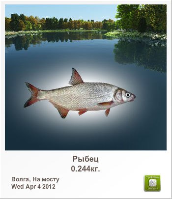 Николай Семенов | Санкт-Петербург