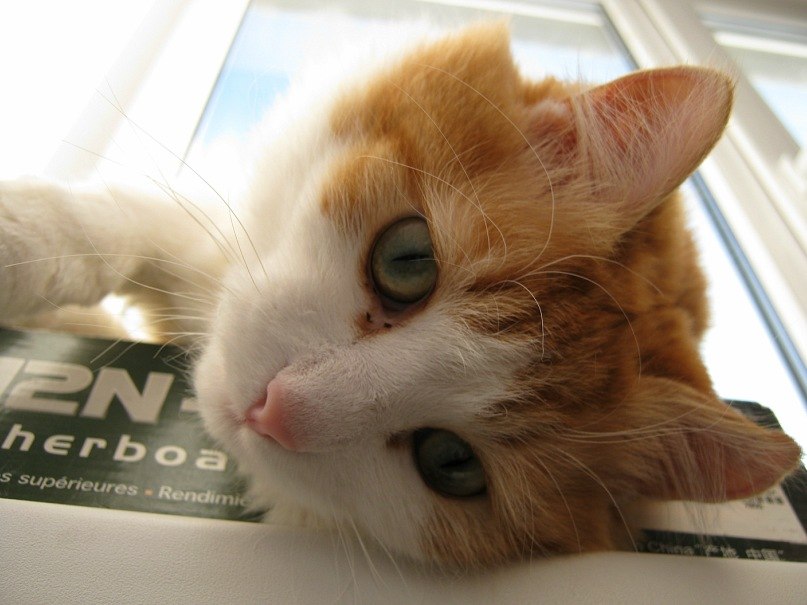 Олег Романцов | Горловка