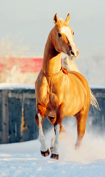 Алёна Левашева | Санкт-Петербург