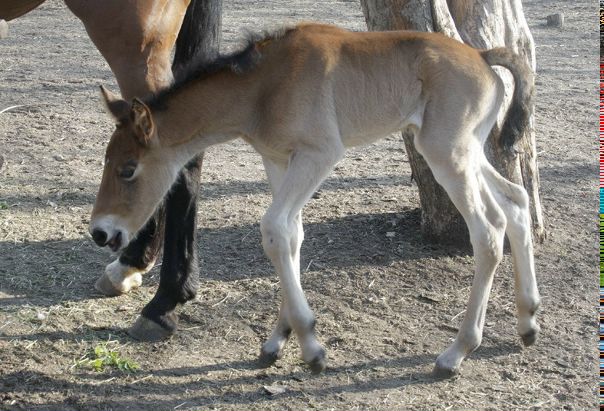 №43, Надежда Стахурская, 49 лет, Старый Оскол №43, Надежда Стахурская, 49 лет, Старый Оскол
