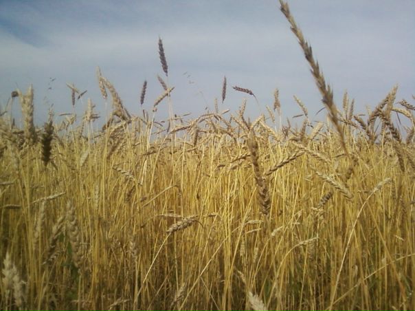 №124, Дашенька Мазепа-Турагент, 38 лет, Екатеринбург №124, Дашенька Мазепа-Турагент, 38 лет, Екатеринбург