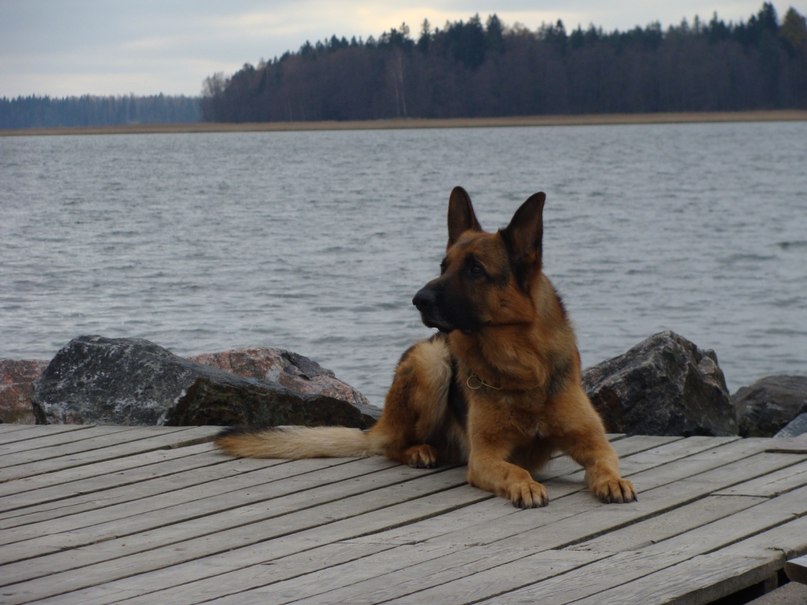 Сергей Алексеев | Калининград