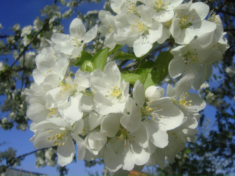 Светлана Зиганшина | Киров