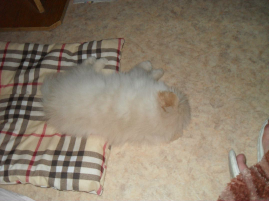 Макс Данилофф 8 Безумный койот 8 | Зеленоград