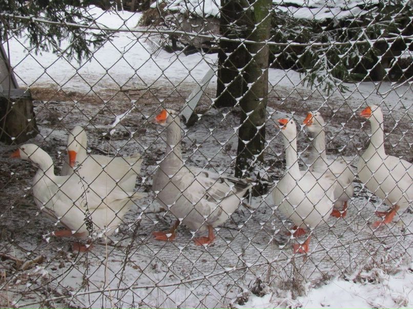 Алексей Зенкин | Москва