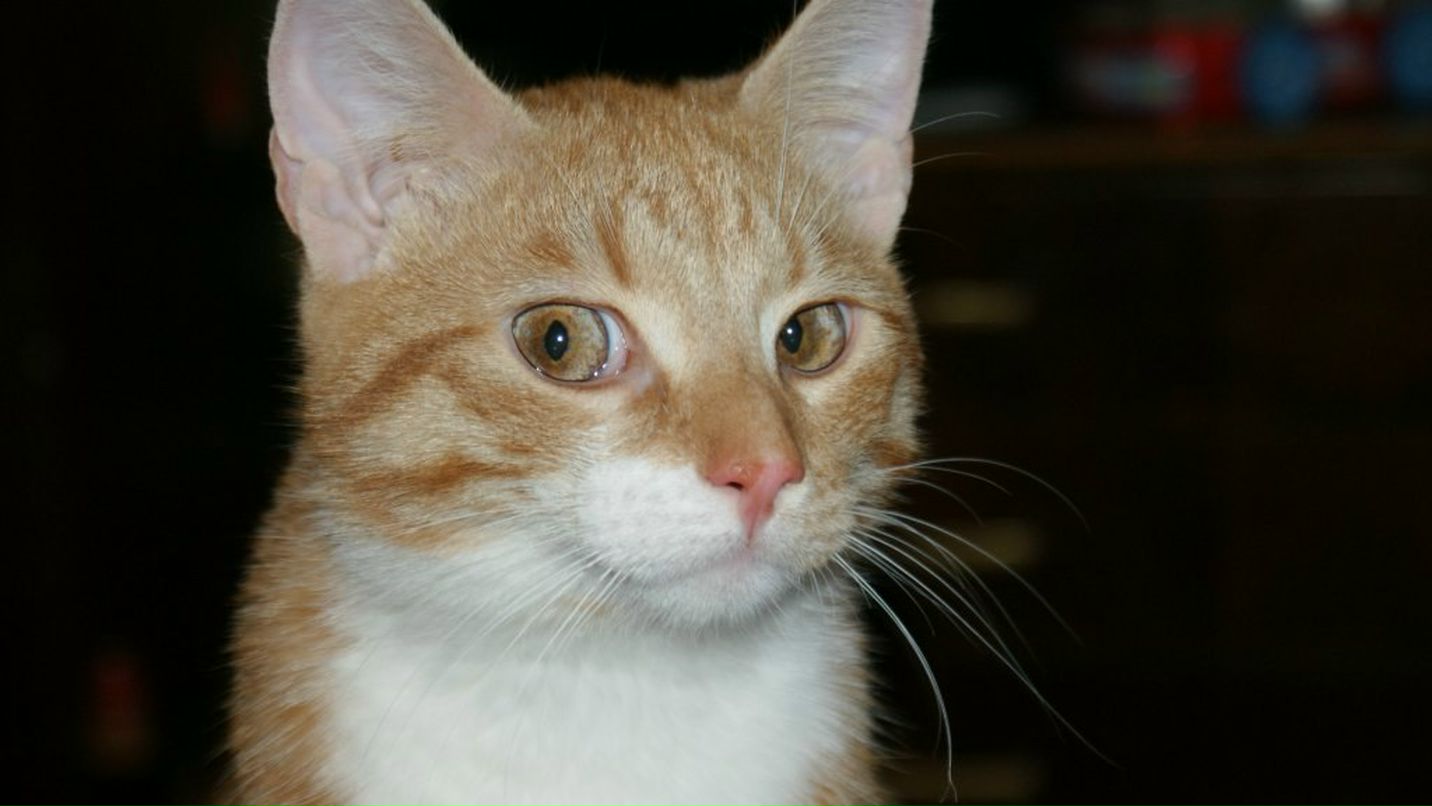 Степка Сечко | Самара