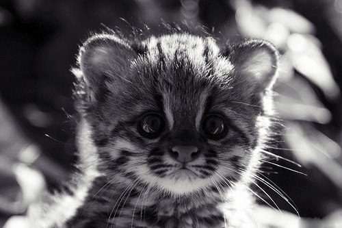 №50, Наталья Ягодкина, 40 лет, Самара, Россия №50, Наталья Ягодкина, 40 лет, Самара, Россия