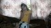 Сашуля Котина фотография #17 (источник - https://vk.com/id165113141)