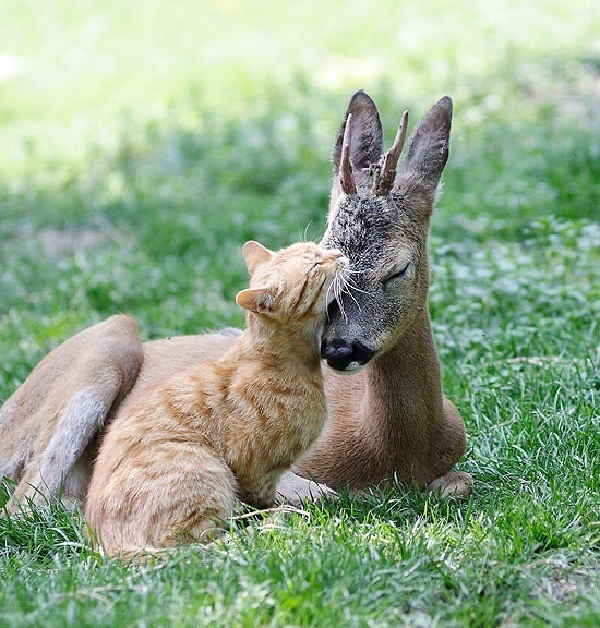 №1, Диана Черненко, 33 года, Санкт-Петербург №1, Диана Черненко, 33 года, Санкт-Петербург
