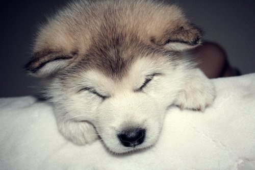 Анжелика Тома | Великий Новгород