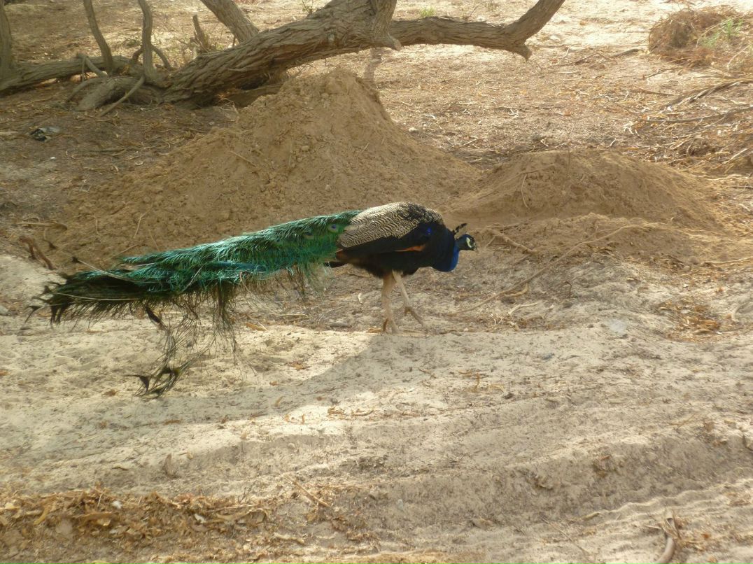 Алиса Колдина | Новокузнецк