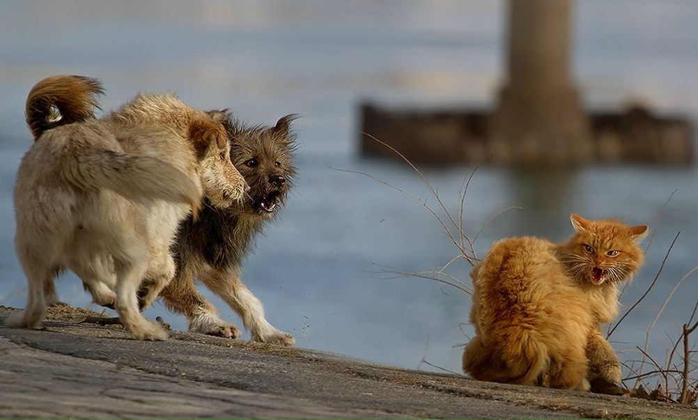 №68, Дина Лиманова, 40 лет №68, Дина Лиманова, 40 лет
