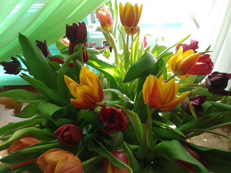 Юленция Пантелеева | Златоуст