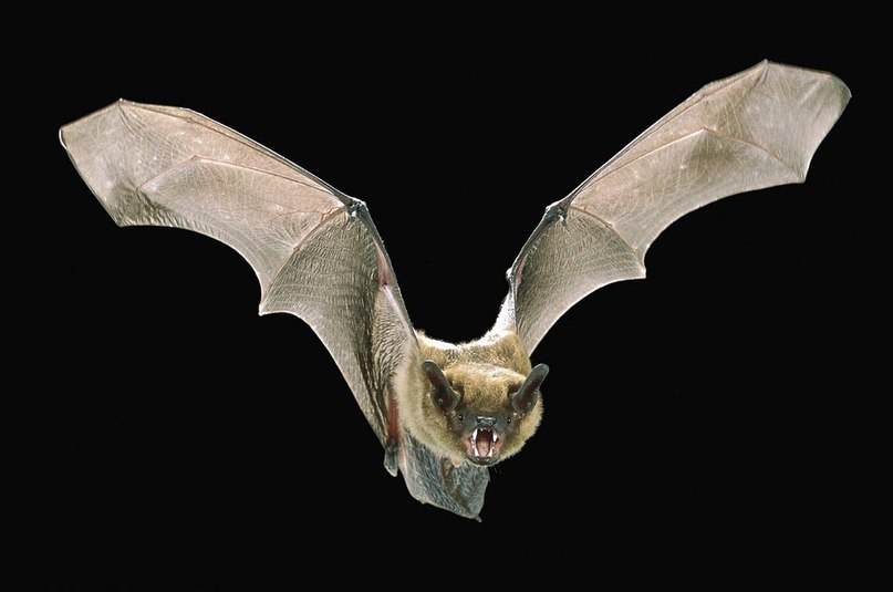 Светлана Пристрома | 