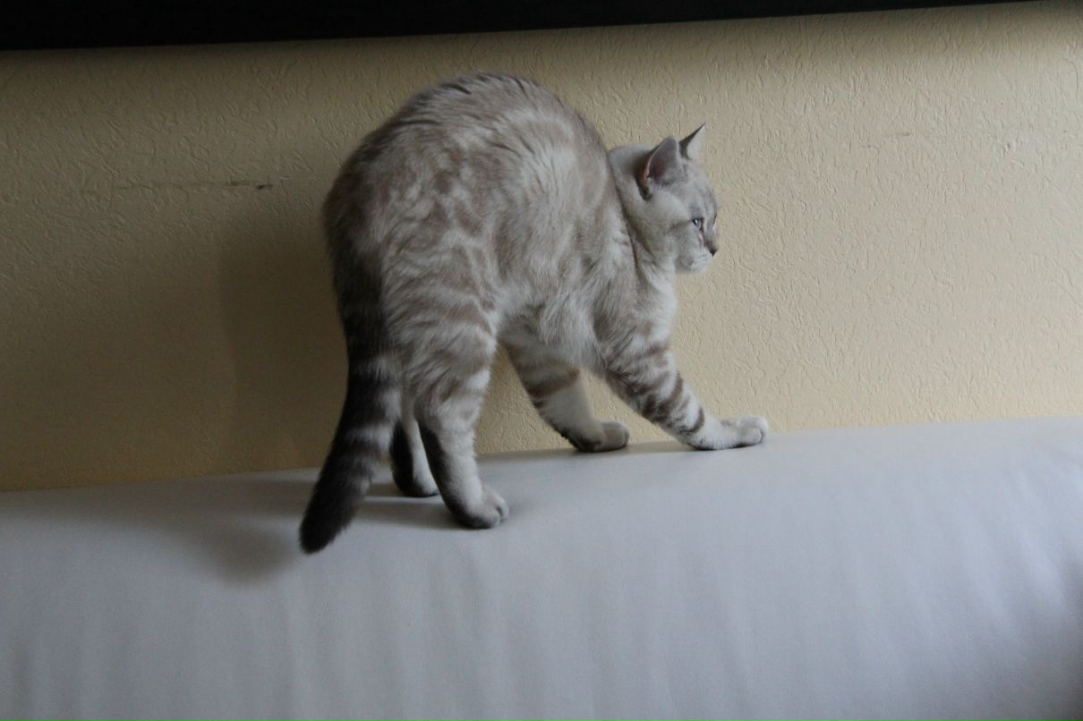 Роман Пак 로마 파크 | Санкт-Петербург