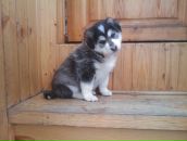 №20 Анатолий Дараган-Сущов : профиль, фото, статус - ВКонтакте