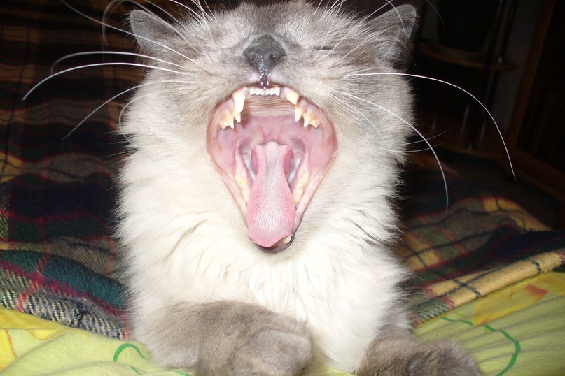 Ольга Ермакова | Нижний Новгород