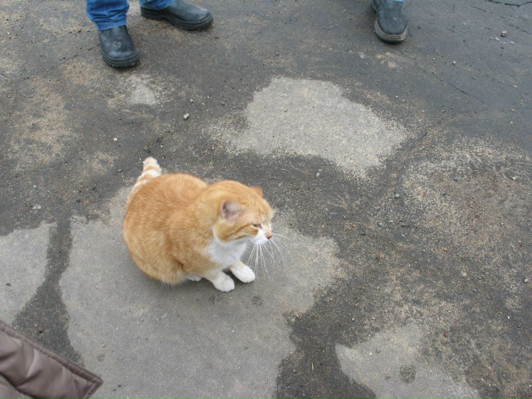 Катя Шапиро | Москва