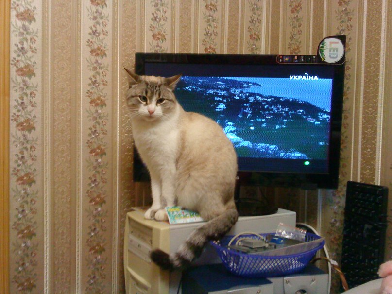 Катарина Шума | 