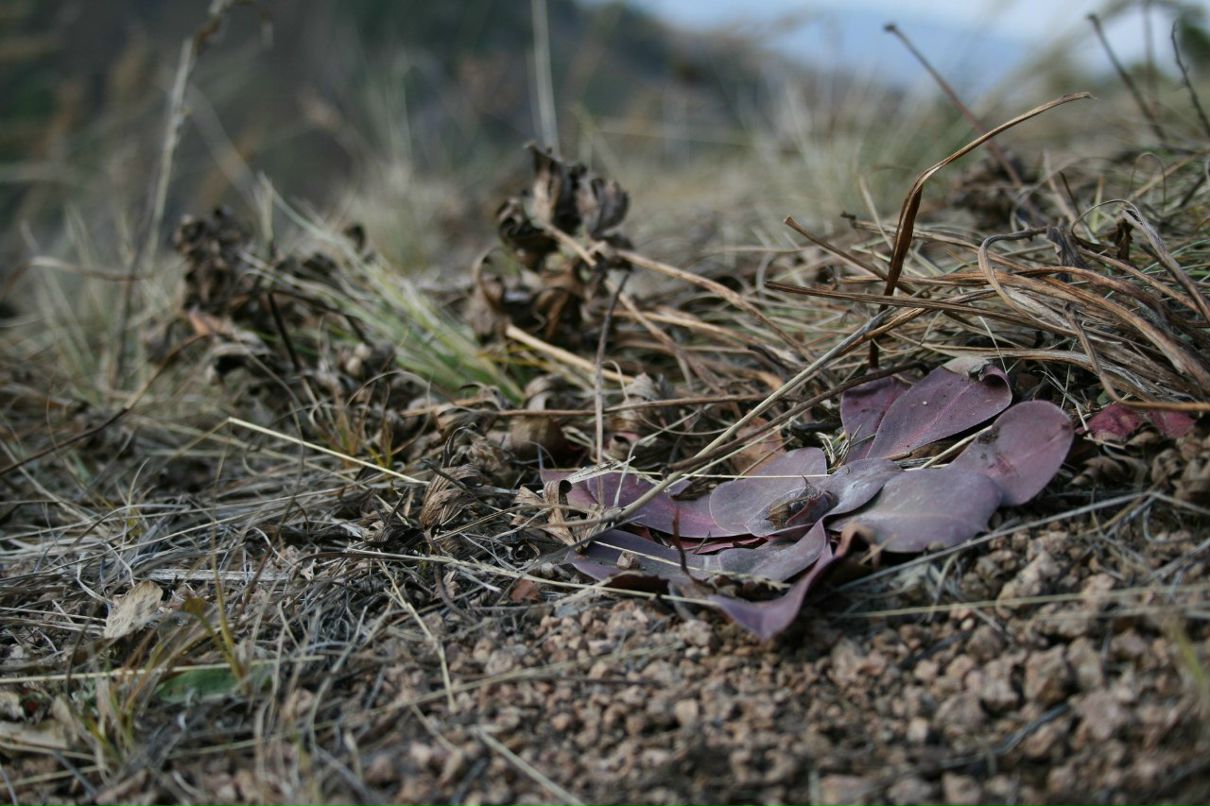 Андрей Автушко | Красноярск