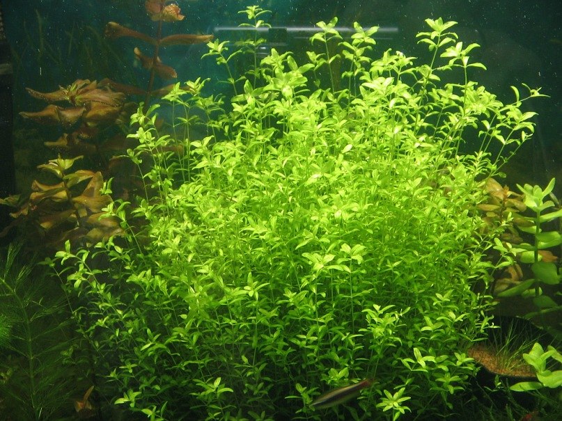 Зульфат Бабаев ℂ⋆ | Тюмень