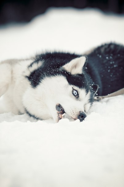 Юлия Чилякова | Новосибирск