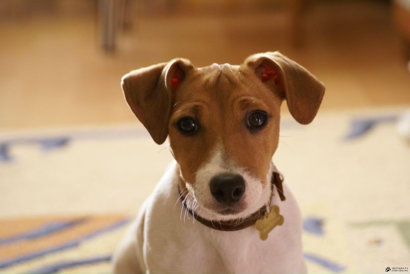 Наталья Гичкаленко | Санкт-Петербург