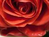 Анна Падалка | Larnaca