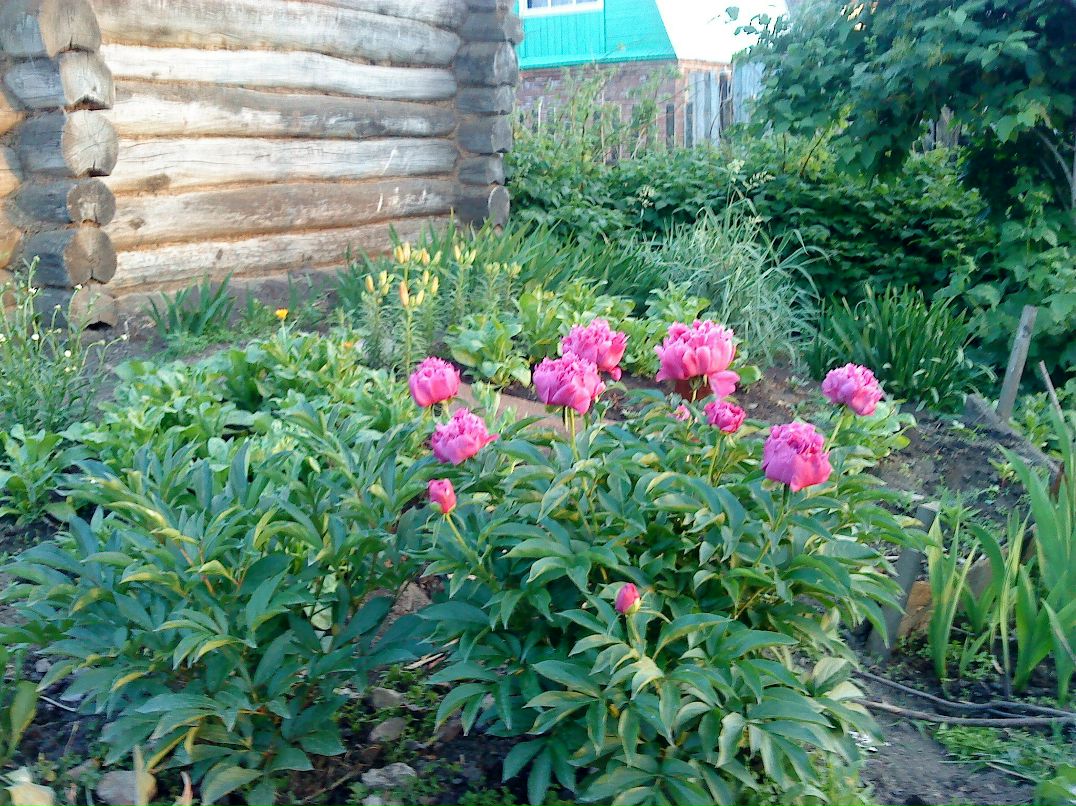 Фидания Садыкова | Казань