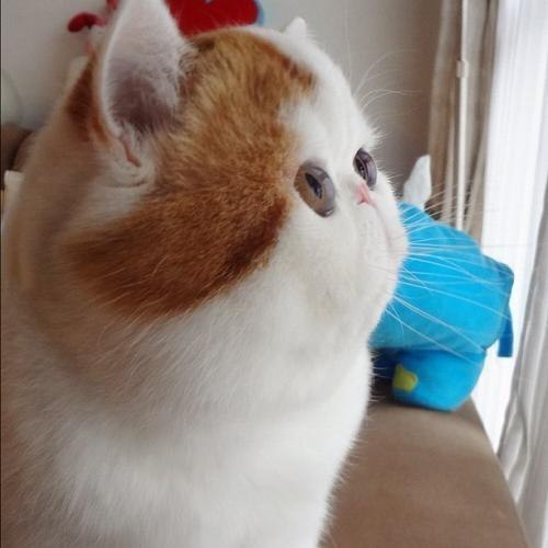 Жанна Мецлер AVA | Королёв