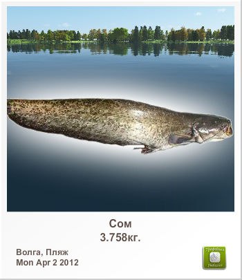 Сергей Лисин | Киев