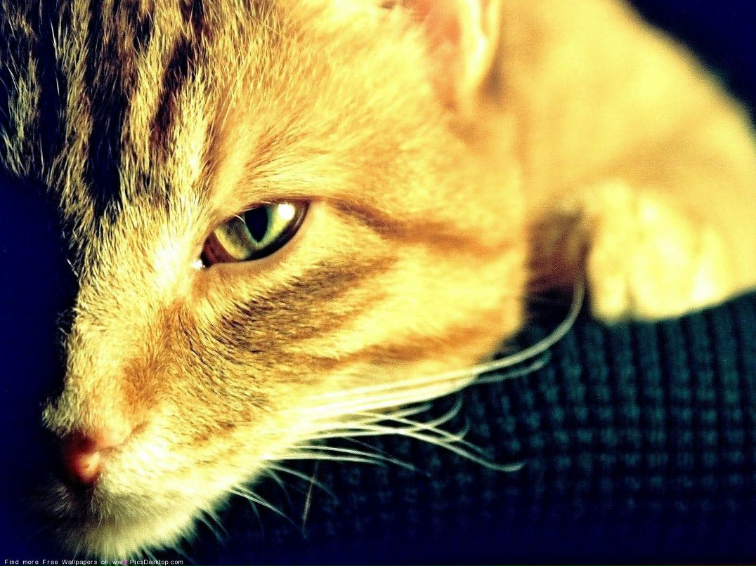 Юлия Богославская | 