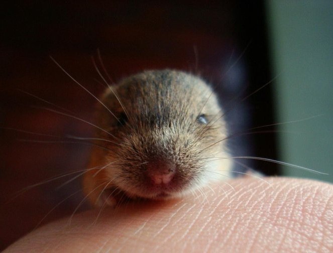 Лена Коваленко | 