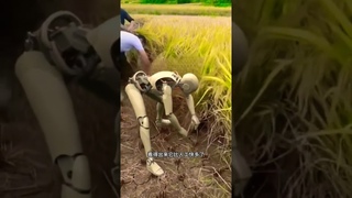 Robot cutting paddy #viralshorts #robot #shorts #ytshorts